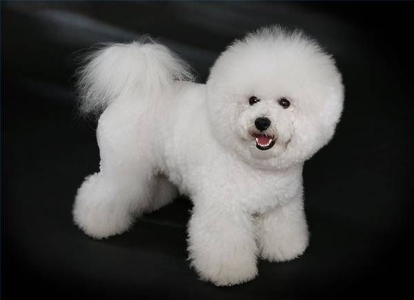 Bichon friikartulid