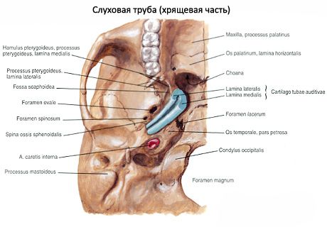 Auditeeritav (eustakia) trompet