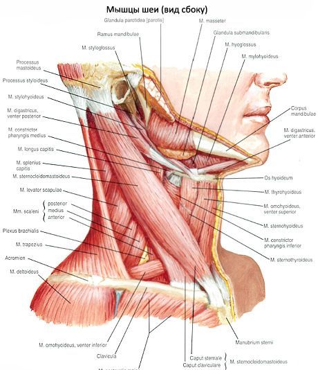 Rinnakivi-mastoidne lihas (m. Sternocleidomastoideus)