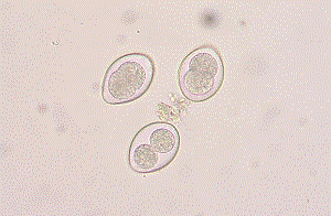 Coccidia - koktsidioidoosi põhjustavad ained