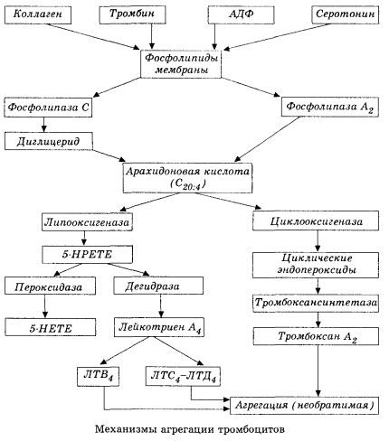 Hemokoagulatsiooni esialgne etapp ja lokaalse hemokoagulatsiooni homeostaasi mehhanism