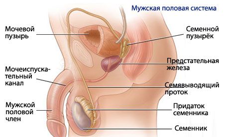 Meeste reproduktiivsüsteemi anatoomia ja füsioloogia