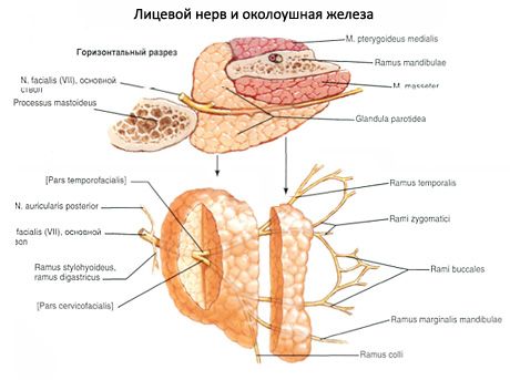 Parotid süljenääre