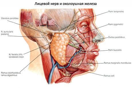 Parotid süljenääre