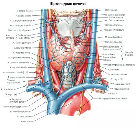 Paratüroidnäärmed