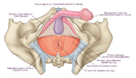 Perineum meestel