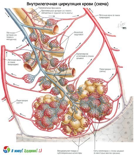 Bronchi.  Bronhide hingamissüsteem