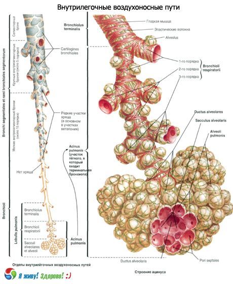 Bronchi.  Bronhide hingamissüsteem