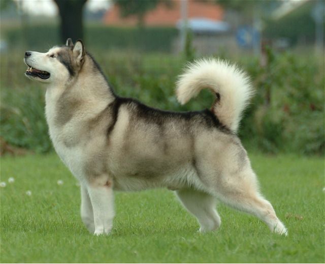 Giant Alaska malamuut