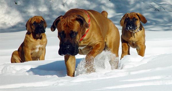 Lõuna-Aafrika mastif või Boerboel