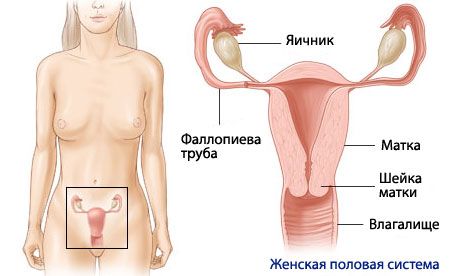 Naiste reproduktiivsüsteemi anatoomia ja füsioloogia