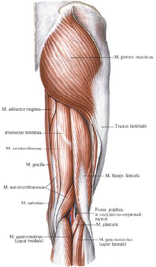 Gluteuse lihased (gluteus maximusus)