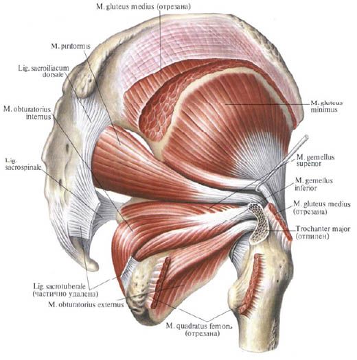 Gluteuse lihased (keskmine gluteus lihas)