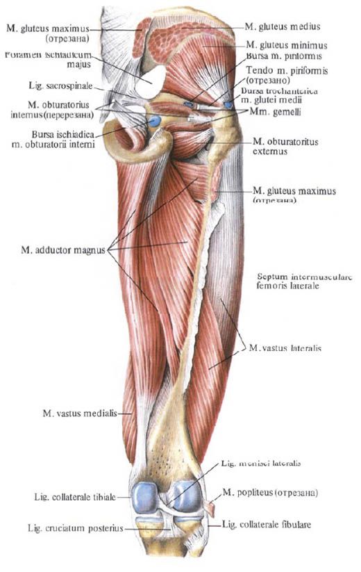 Gluteuse lihased (väikesed gluteuslihased)